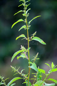 Attēlu rezultāti vaicājumam “Chenopodium polyspermum var. acutifolium flower”