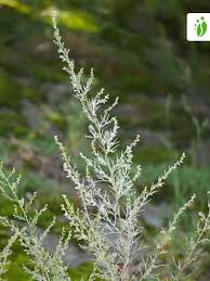 Attēlu rezultāti vaicājumam “Artemisia campestris leaf”