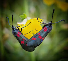 Attēlu rezultāti vaicājumam “Zygaena sp.”