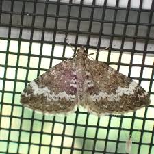 Attēlu rezultāti vaicājumam “Perizoma alchemilla”