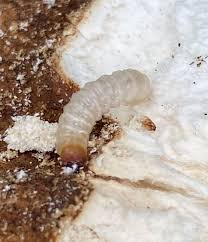 Attēlu rezultāti vaicājumam “Diaperis boleti”