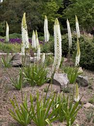 Image result for Steppenkerze