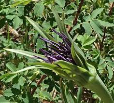 Attēlu rezultāti vaicājumam “Tragopogon pratensis subsp. pratensis leaf”