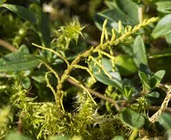 Attēlu rezultāti vaicājumam “Abietinella abietina”