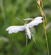 Attēlu rezultāti vaicājumam “Pterophorus pentadactyla”