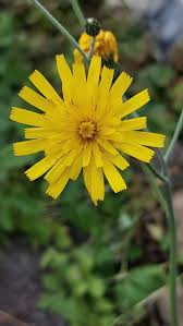 Attēlu rezultāti vaicājumam “Hieracium”