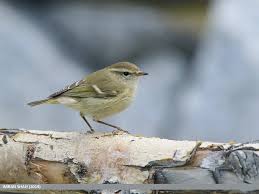 Image result for Phylloscopus humei