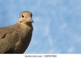 Image result for Zenaida macroura