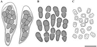 Attēlu rezultāti vaicājumam “Licea pusilla sessile”