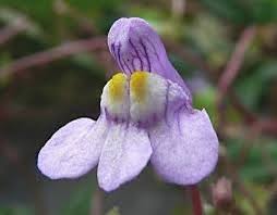 Attēlu rezultāti vaicājumam “Cymbalaria muralis”