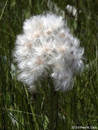 Attēlu rezultāti vaicājumam “Petasites spurius flower”