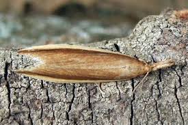 Attēlu rezultāti vaicājumam “Donacaula mucronella”