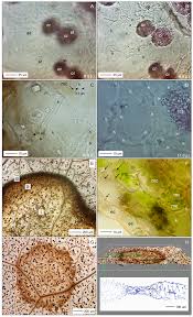 Attēlu rezultāti vaicājumam “Collaria rubens spores”