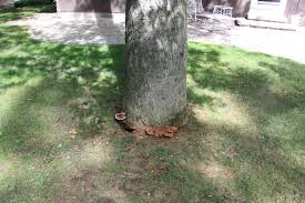 Attēlu rezultāti vaicājumam “Diderma rufostriatum sessile”