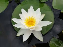 Attēlu rezultāti vaicājumam “Nymphaea alba”