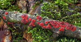 Attēlu rezultāti vaicājumam “Cytidia salicina”