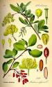 Berberis vulgaris - Wikipedia, the free encyclopedia