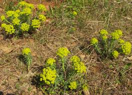 Attēlu rezultāti vaicājumam “Euphorbia cyparissias”
