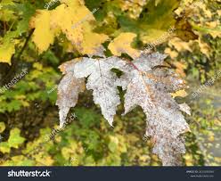 Attēlu rezultāti vaicājumam “Sawadaea tulasnei”