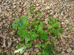 Attēlu rezultāti vaicājumam “Lamium amplexicaule”