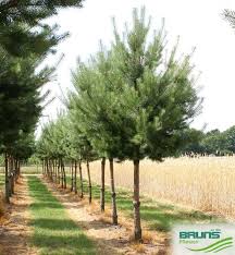 Attēlu rezultāti vaicājumam “Pinus sylvestris var. turfosa”