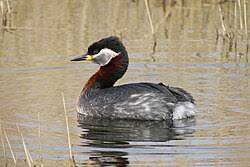 Attēlu rezultāti vaicājumam “Podiceps grisegena adult”