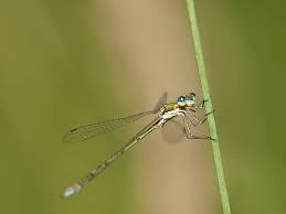 Attēlu rezultāti vaicājumam “Lestes virens”