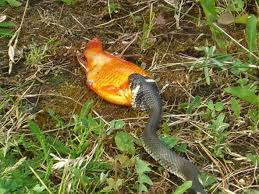 Image result for Ringelnatter