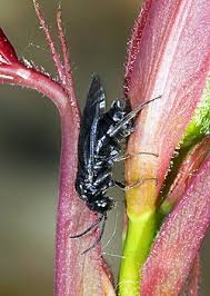 Attēlu rezultāti vaicājumam “Caliroa annulipes”