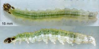 Attēlu rezultāti vaicājumam “Anania hortulata”