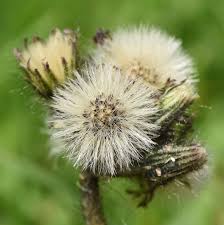Image result for Hieracium aurantiacum
