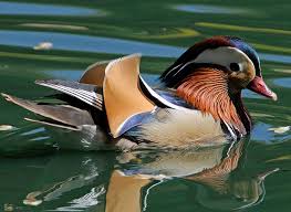 Attēlu rezultāti vaicājumam “Aix galericulata”