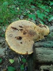 Attēlu rezultāti vaicājumam “Buglossoporus quercinus”