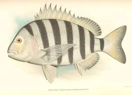 Image result for Archosargus probatocephalus