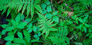 Attēlu rezultāti vaicājumam “Phegopteris connectilis”