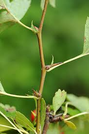 Attēlu rezultāti vaicājumam “Crataegus monogyna”
