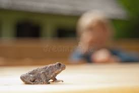 Attēlu rezultāti vaicājumam “Bufo bufo juvenile”