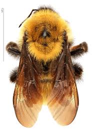 Attēlu rezultāti vaicājumam “Bombus”