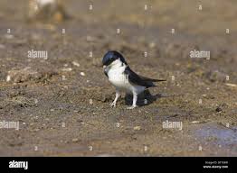 Attēlu rezultāti vaicājumam “Delichon urbicum adult”