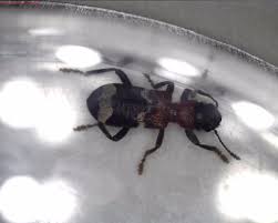 Attēlu rezultāti vaicājumam “Thanasimus formicarius”