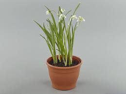 Attēlu rezultāti vaicājumam “Galanthus nivalis leaf”