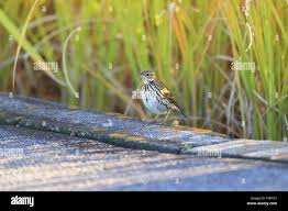 Image result for Anthus gustavi