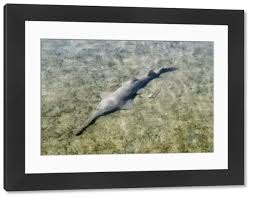 Image result for Pristis pectinata