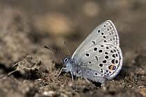 Attēlu rezultāti vaicājumam “Vacciniina optilete underside”