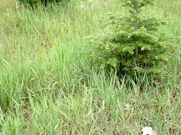 Attēlu rezultāti vaicājumam “Elytrigia repens subsp. arenosa”