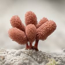 Attēlu rezultāti vaicājumam “Arcyria imperialis”