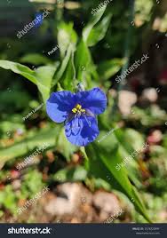 Attēlu rezultāti vaicājumam “Commelina coelestis”