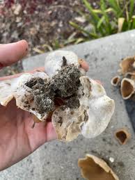 Attēlu rezultāti vaicājumam “Peziza repanda”