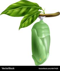 Attēlu rezultāti vaicājumam “pupa”