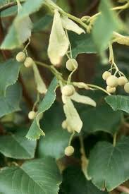 Attēlu rezultāti vaicājumam “Tilia tomentosa fruit”
